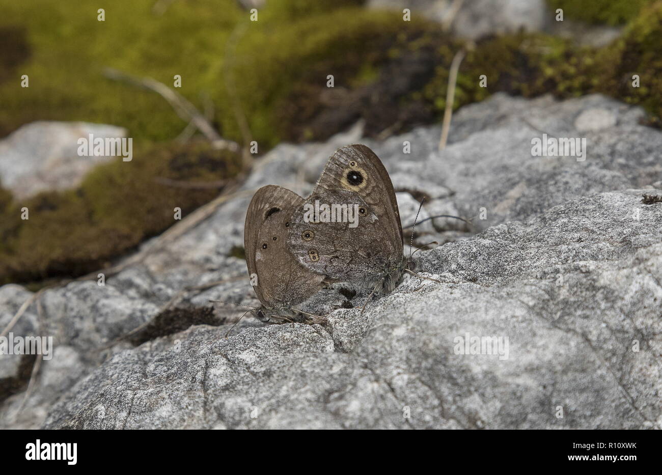 Paarung der nördlichen Wand braun Schmetterlinge, Lasiommata petropolitana, auf Kalkstein, Slowenien. Stockfoto