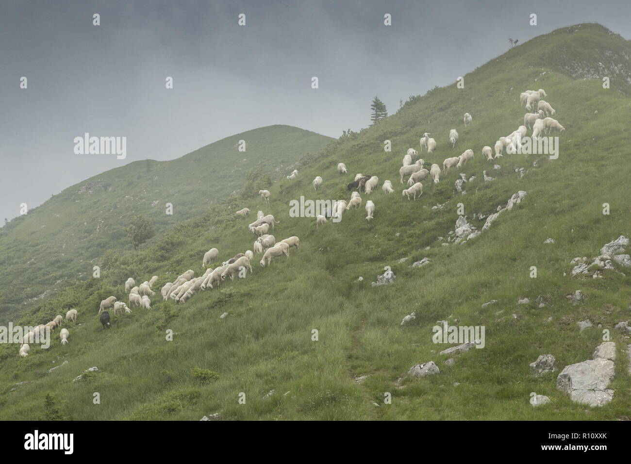 Grasende Herde von Schafen auf Kalkstein Grünland mit Schlucken - Bohrungen auf dem Grat über Soriska Planina, Julische Alpen, Slowenien. Stockfoto