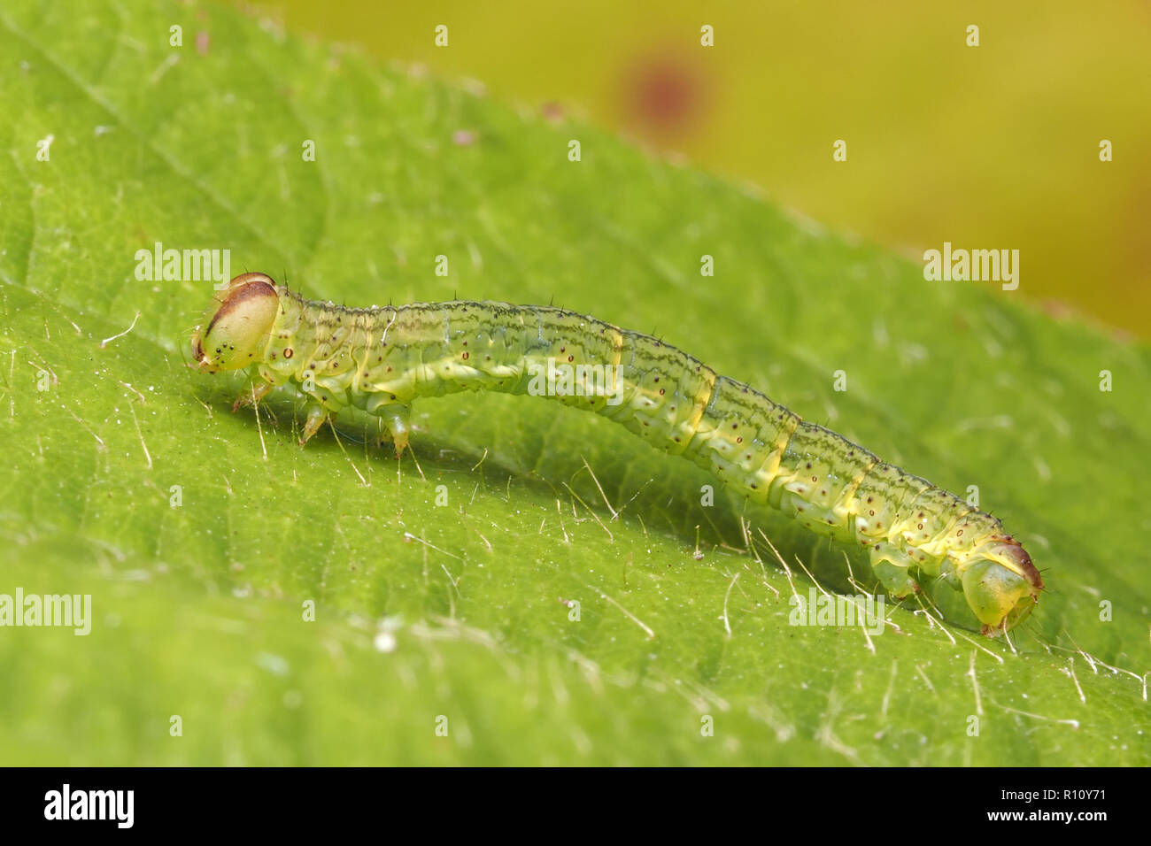 Gründaderweißling motte Caterpillar (Pieris napi) Crawling entlang Blatt. Tipperary, Irland Stockfoto