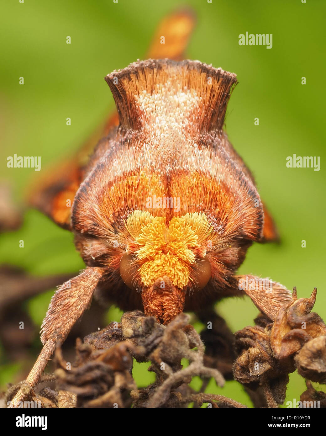 Frontalansicht des Gold Spot Motte (Plusia festucae) auf Anlage thront. Tipperary, Irland Stockfoto