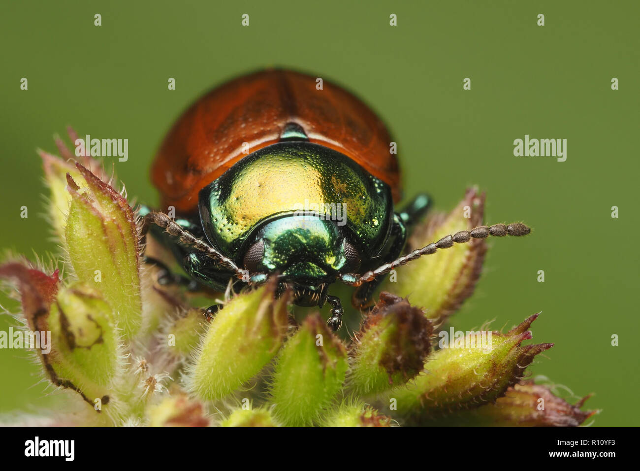 Vorderansicht des Blattes Käfer (Chrysolina polita) oben auf der Anlage thront. Tipperary, Irland Stockfoto