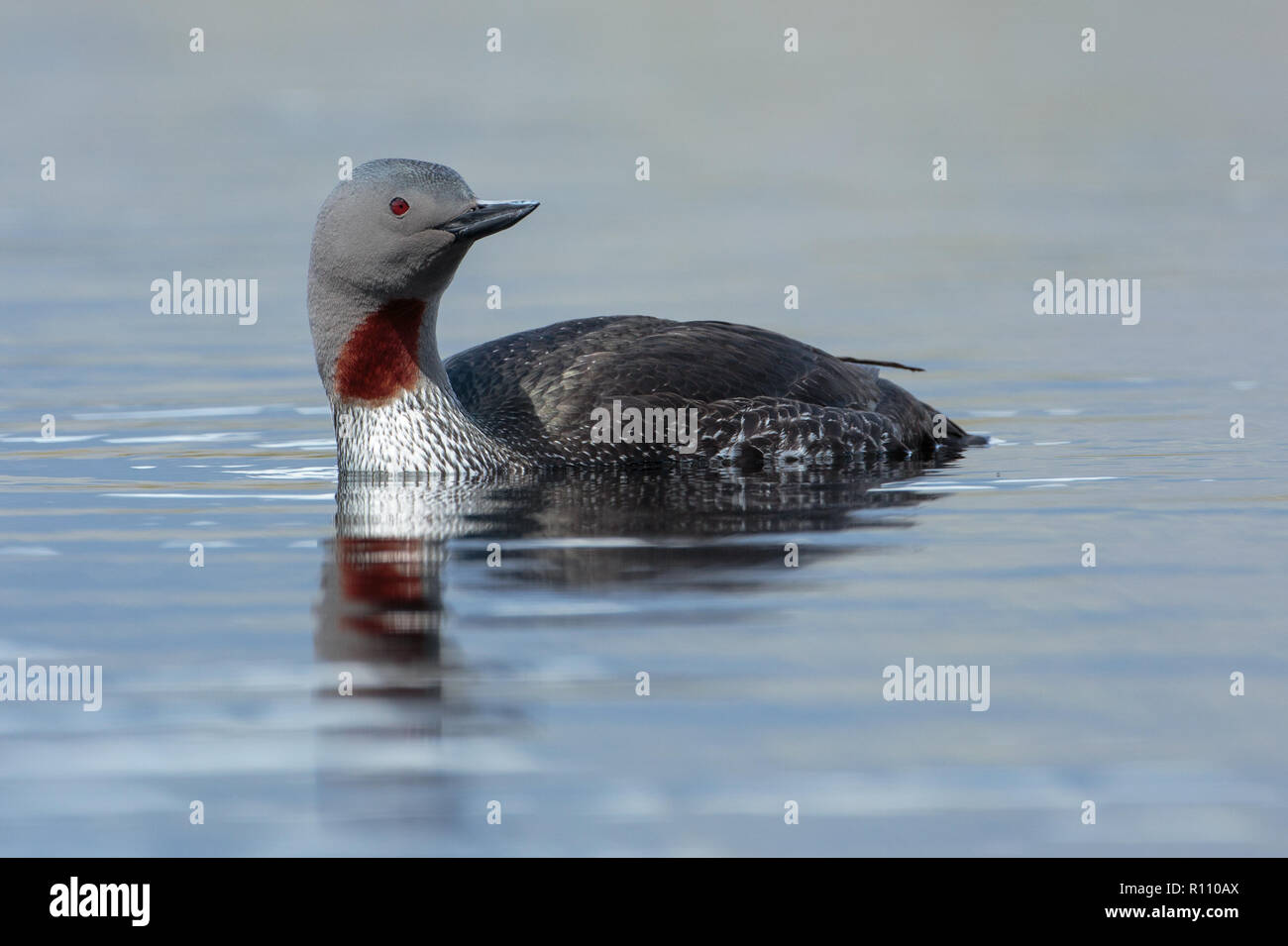 Red-throated Diver (Gavia stellate) Stockfoto