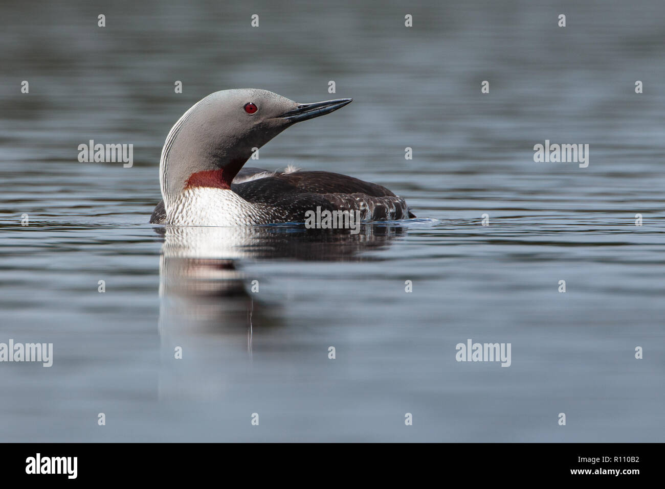 Red-throated Diver (Gavia stellate) Stockfoto