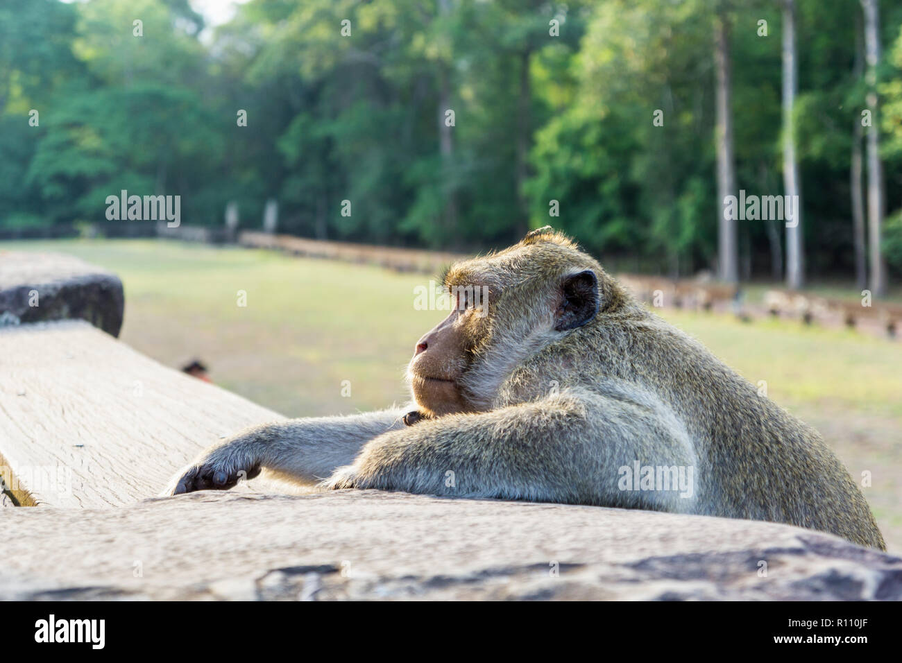 Macaque Affen im Tempel Angkor Wat in Kambodscha Stockfoto