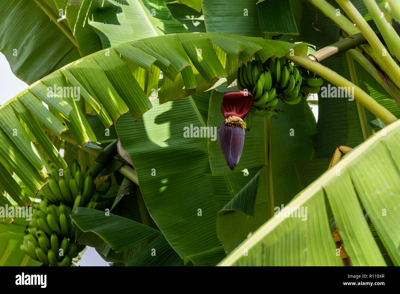Grüner Banane Bündel mit bunten Blumen befestigt, Teil einer hawaiianischen Plantage auf der grossen Insel. Palmwedel, zusätzliche Bananen im Hintergrund. Stockfoto