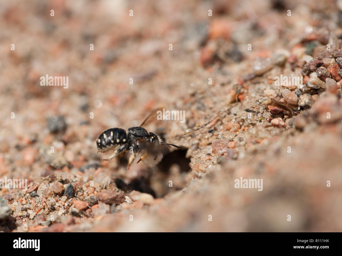 Nesting solitären carder Bee Stockfoto