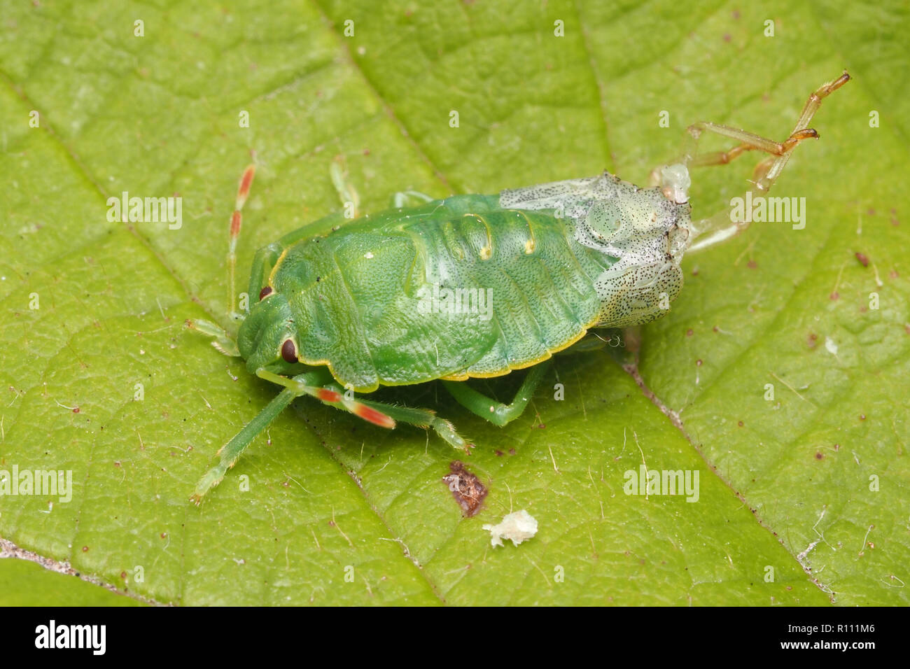 Gemeinsame Green Shieldbug (Palomena prasina) Mauser bis zur endgültigen instar. Tipperary, Irland Stockfoto