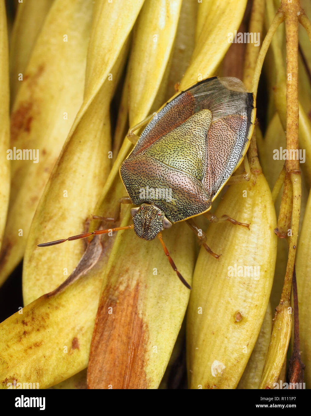 Gorse Shieldbug (Piezodorus lituratus) sitzen auf Esche Samen. Tipperary, Irland Stockfoto