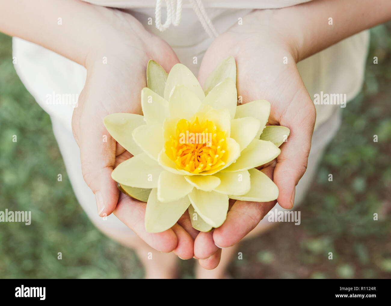 Frau Hände Handflächen zärtlich Große abgeholt gelbe Seerosen blühen. Nymphaea alba, auch als Europäische Seerose bekannt, Wasser Rose oder nenuphar. Stockfoto