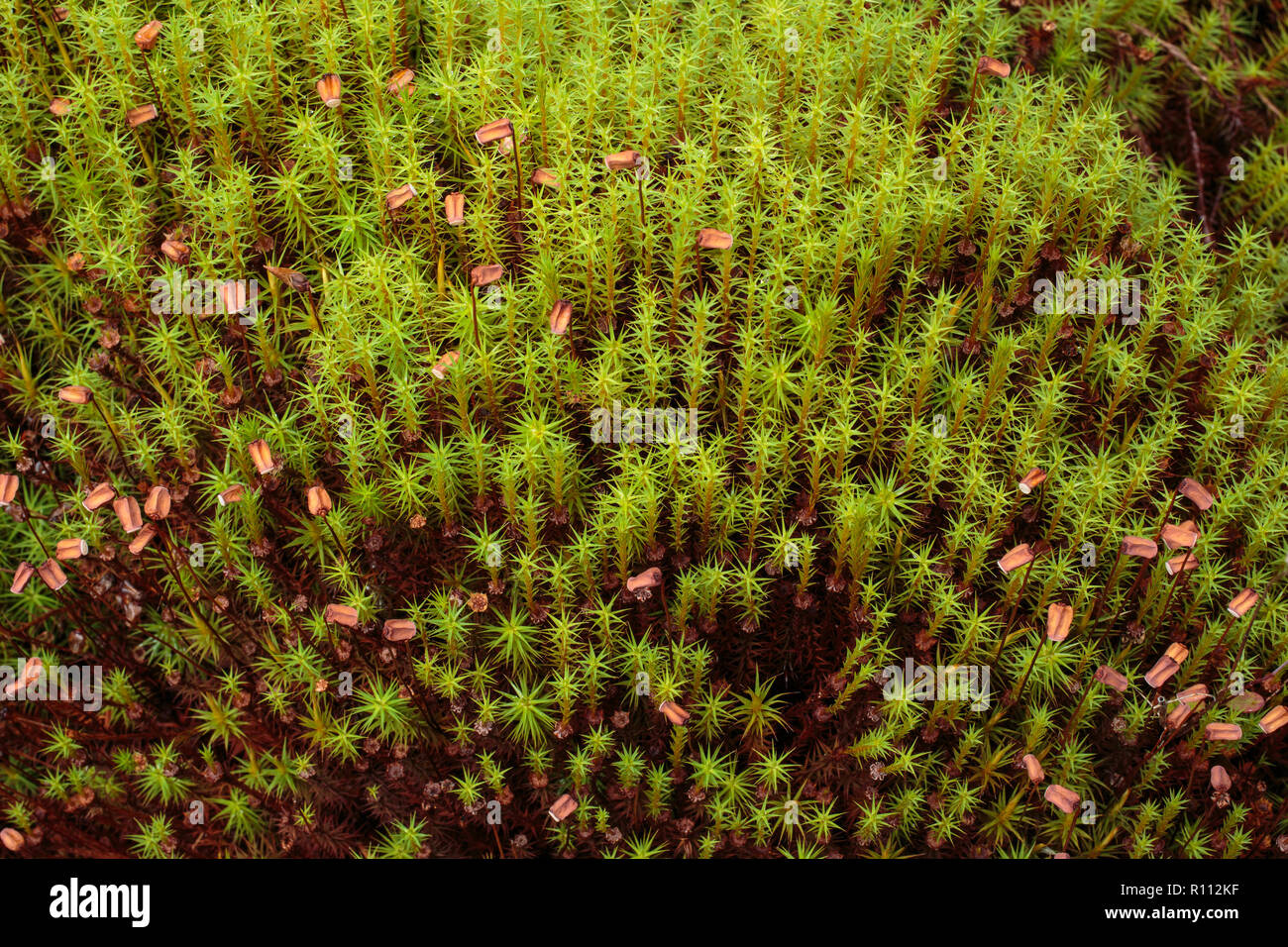 Polytrichum commune (auch bekannt als Common haircap, große goldene maidenhair, tolle Goldlöckchen, common haircap Moss, oder gemeinsame Haar Moss) Stockfoto