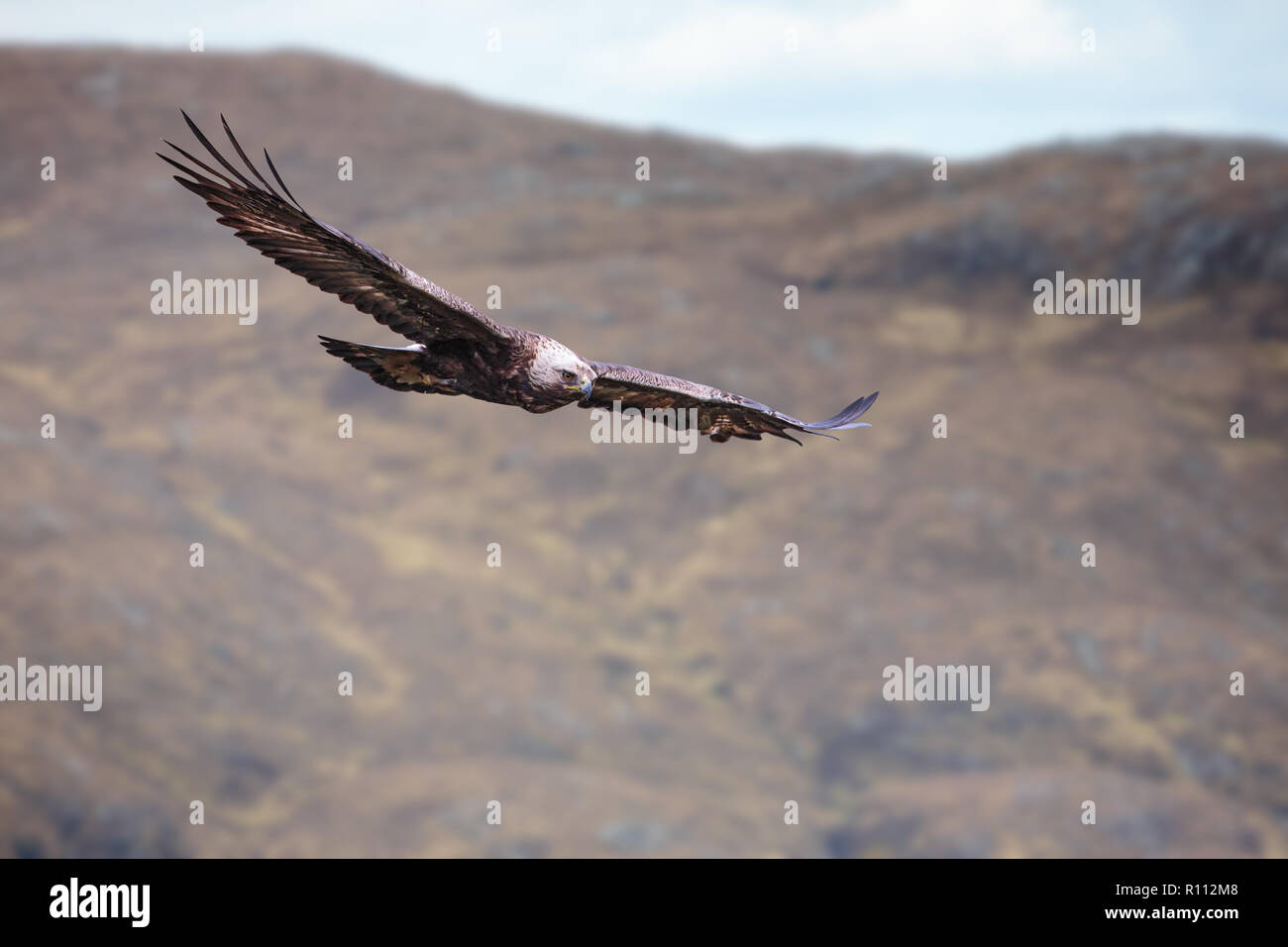 Golden Eagle hochfliegende über Berg Lebensraum in Schottland Stockfoto