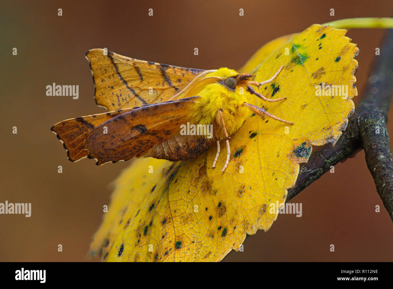 Die Kanarische Inseln - Schulterte Thorn, ist ein Schmetterling aus der Familie der Spanner (Geometridae). Stockfoto