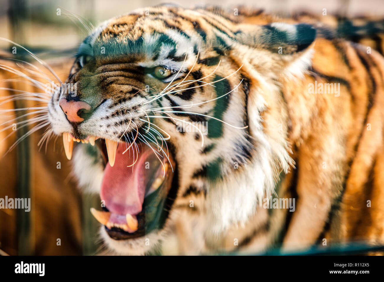 Porträt von einem brüllenden Tiger Stockfoto