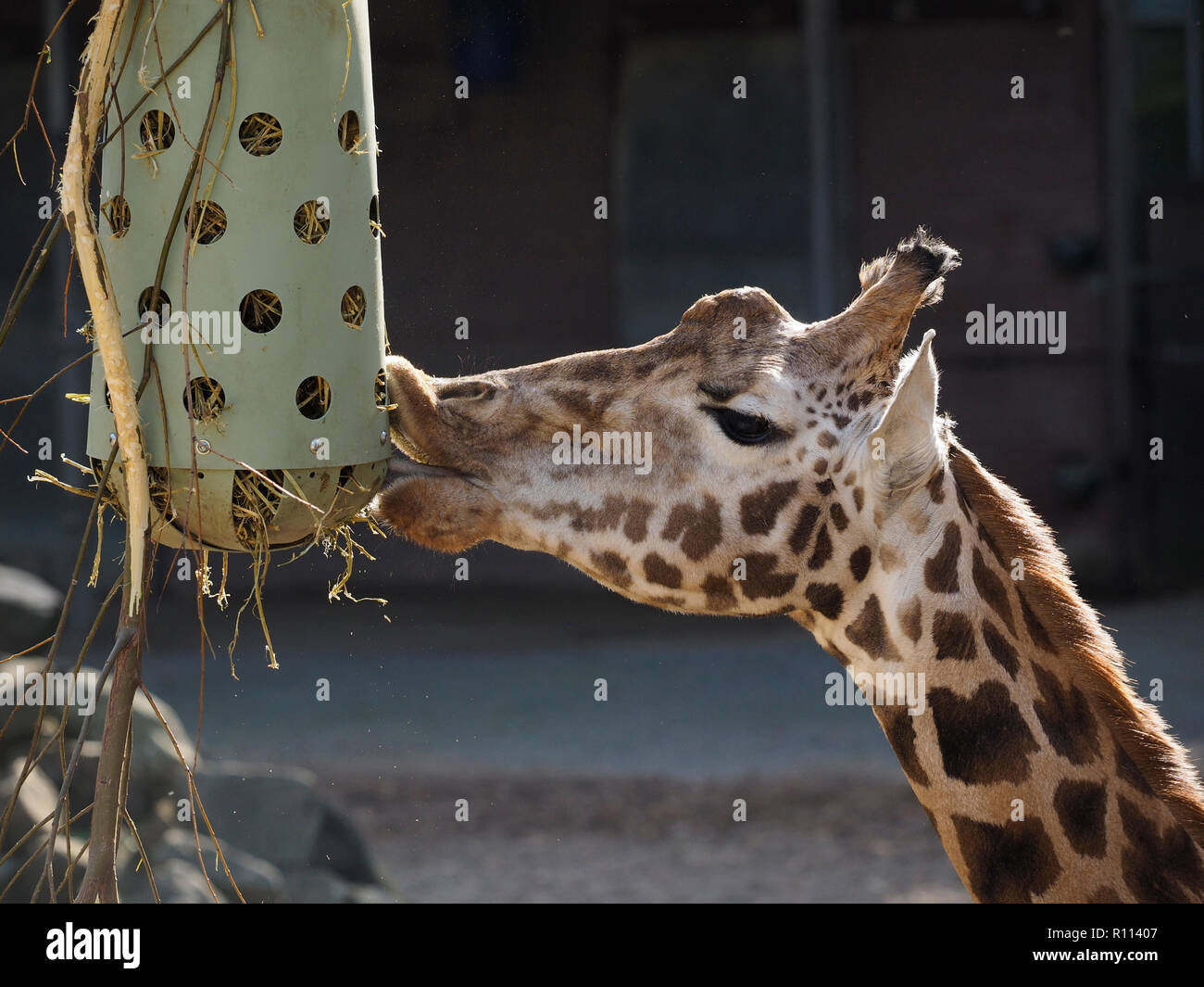 Nahaufnahme von Giraffe Essen, in der rhenen Zoo fotografiert, die Niederlande Stockfoto