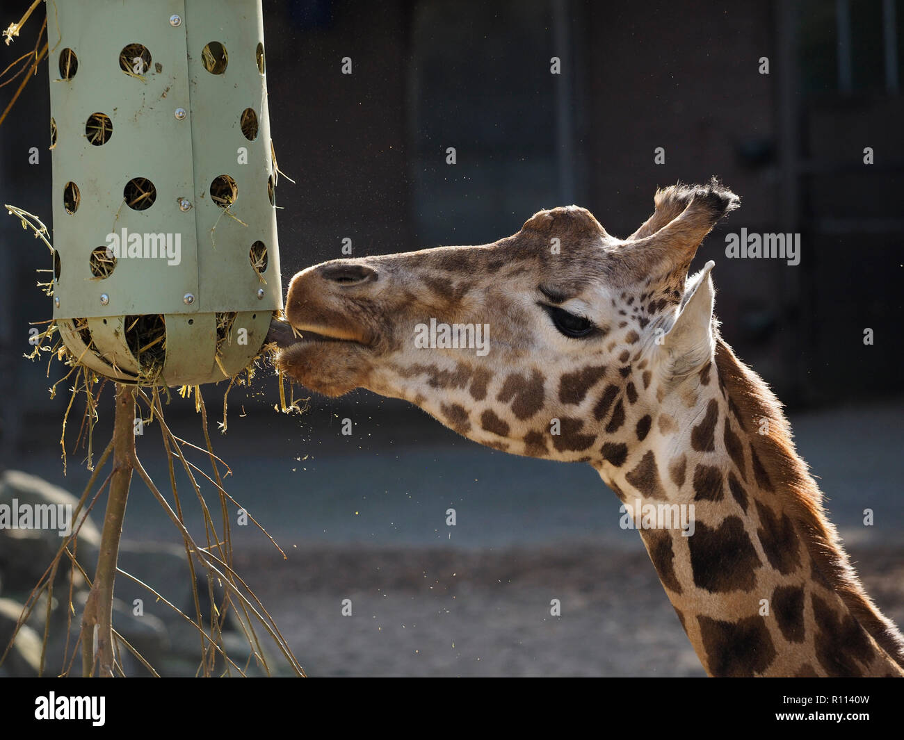 Nahaufnahme von Giraffe Essen, in der rhenen Zoo fotografiert, die Niederlande Stockfoto
