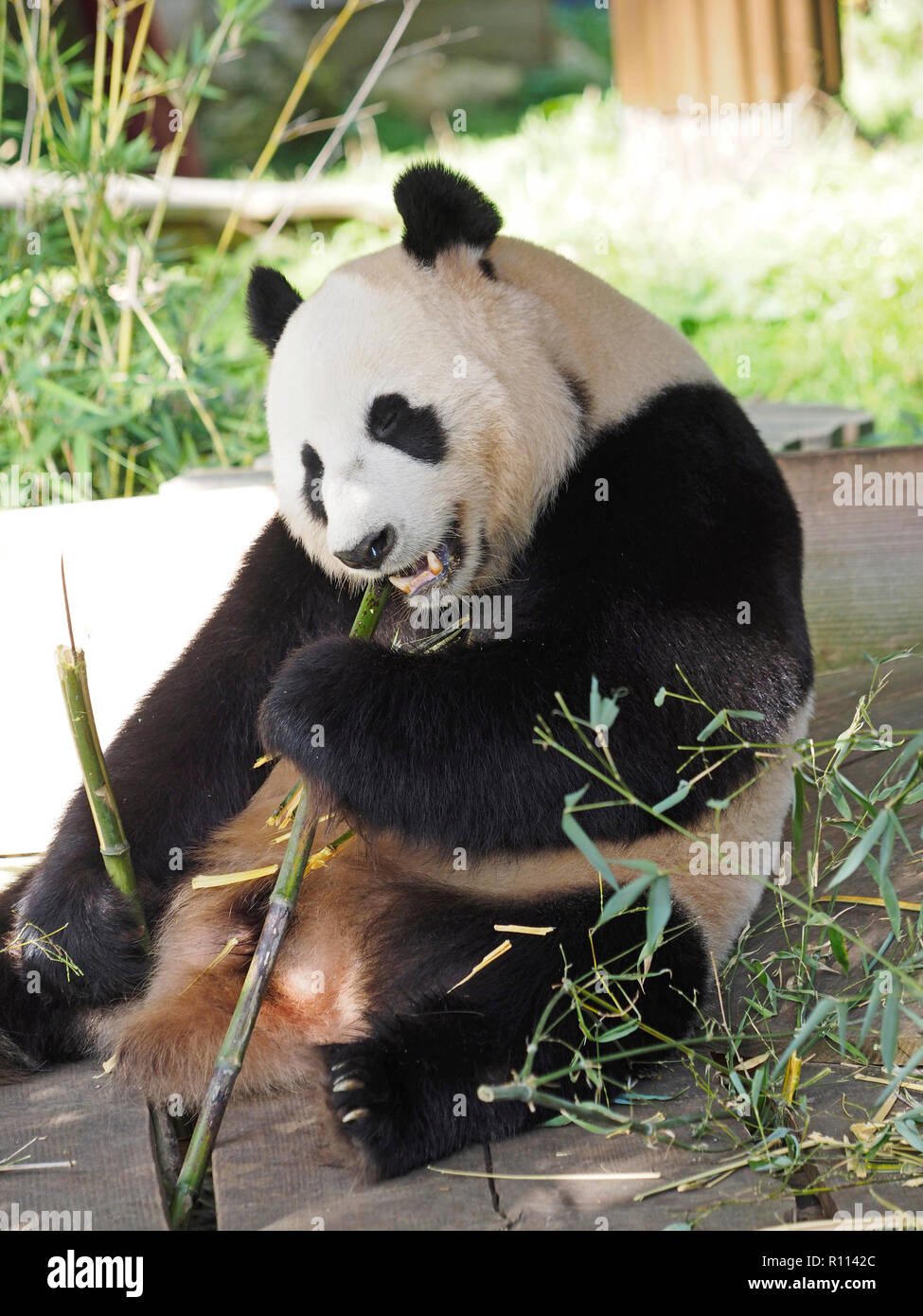 Panda Bär sitzend, während Bambus Essen, Rhenen Zoo, den Niederlanden. Panda Bären sind sehr selten in Zoos ausserhalb Chinas, die durch ihre spezielle Diät. Stockfoto