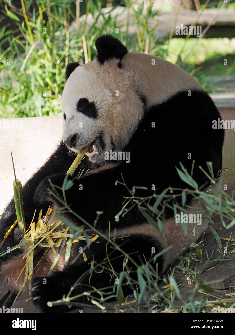 Panda Bär sitzend, während Bambus Essen, Rhenen Zoo, den Niederlanden. Panda Bären sind sehr selten in Zoos ausserhalb Chinas, die durch ihre spezielle Diät. Stockfoto