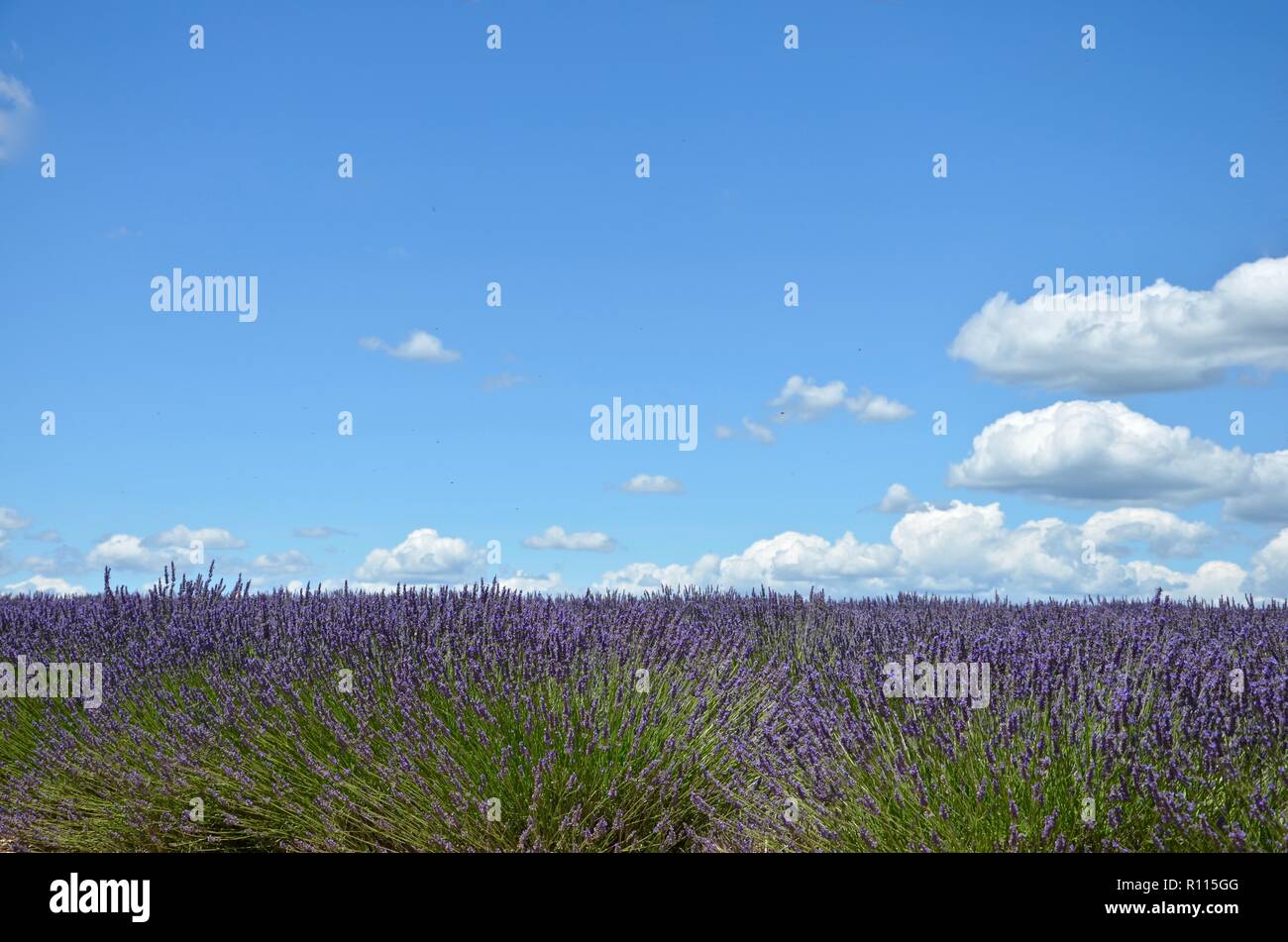 Nahaufnahme Einer Blute Lila Lavendel Feld In Valensole In Der