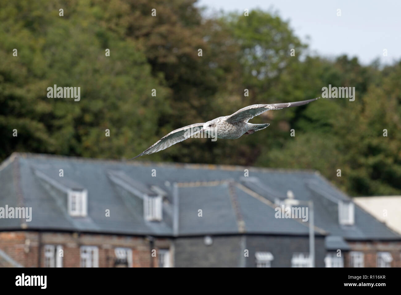 Flying Silbermöwe (Larus argentatus) am Hafen, Padstow, Cornwall, England, Großbritannien Stockfoto