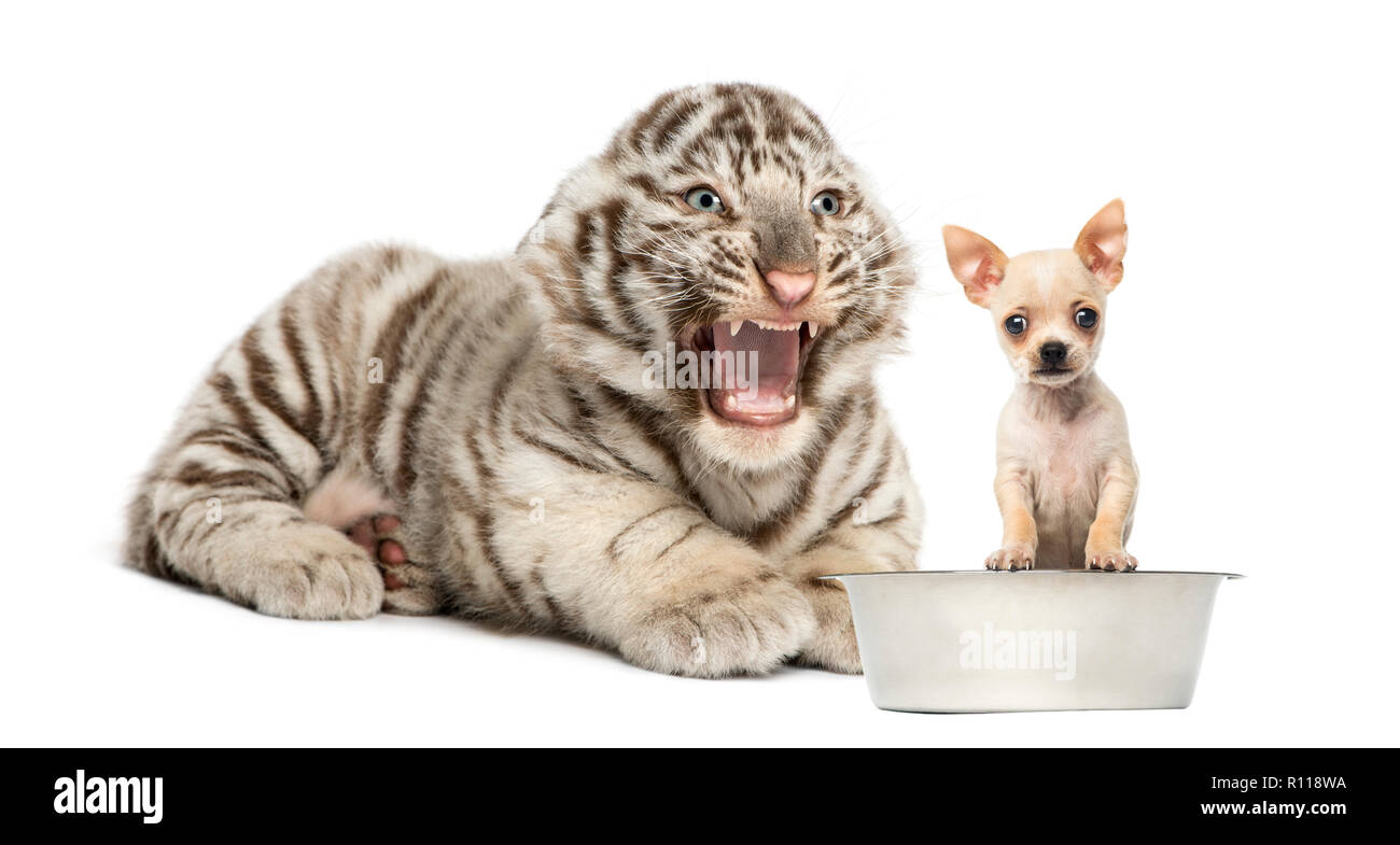Weißer Tiger Cub an einem Chihuahua Welpen schreien, isoliert auf weißem Stockfoto