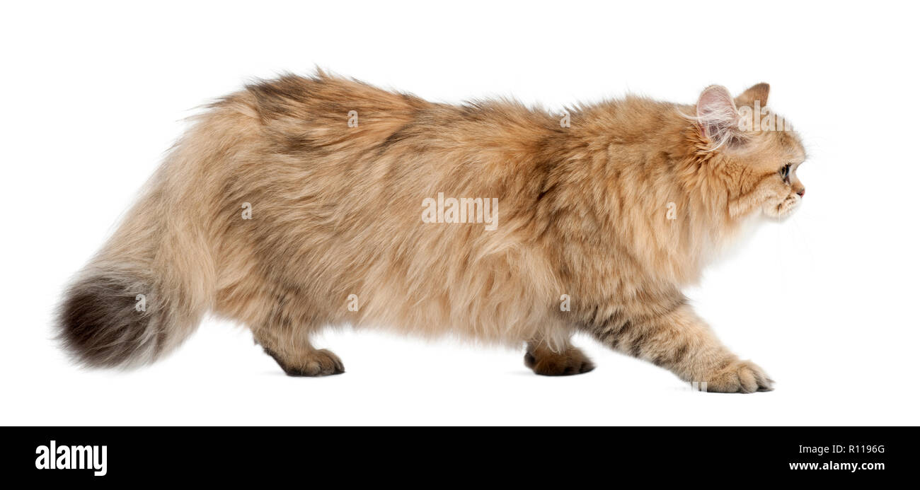 British Longhair Katze, 4 Monate alt, zu Fuß vor weißem Hintergrund Stockfoto