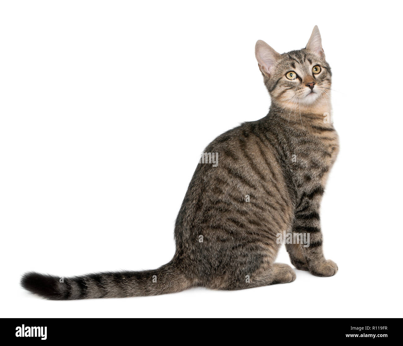 Gemischt - Rasse Katze, Felis catus, 6 Monate alt, sitzt vor weißem Hintergrund Stockfoto