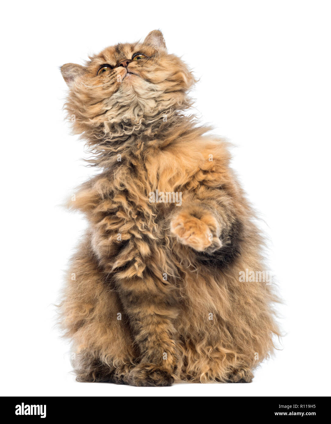 Selkirk Rex, 5 Monate alt, sitzen und auf der Suche auf weißem Hintergrund Stockfoto