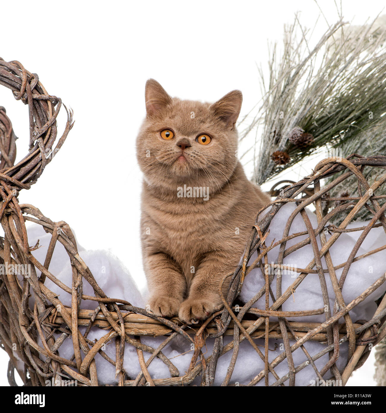 Britisch Kurzhaar vor einem weihnachtslandschaft Stockfoto