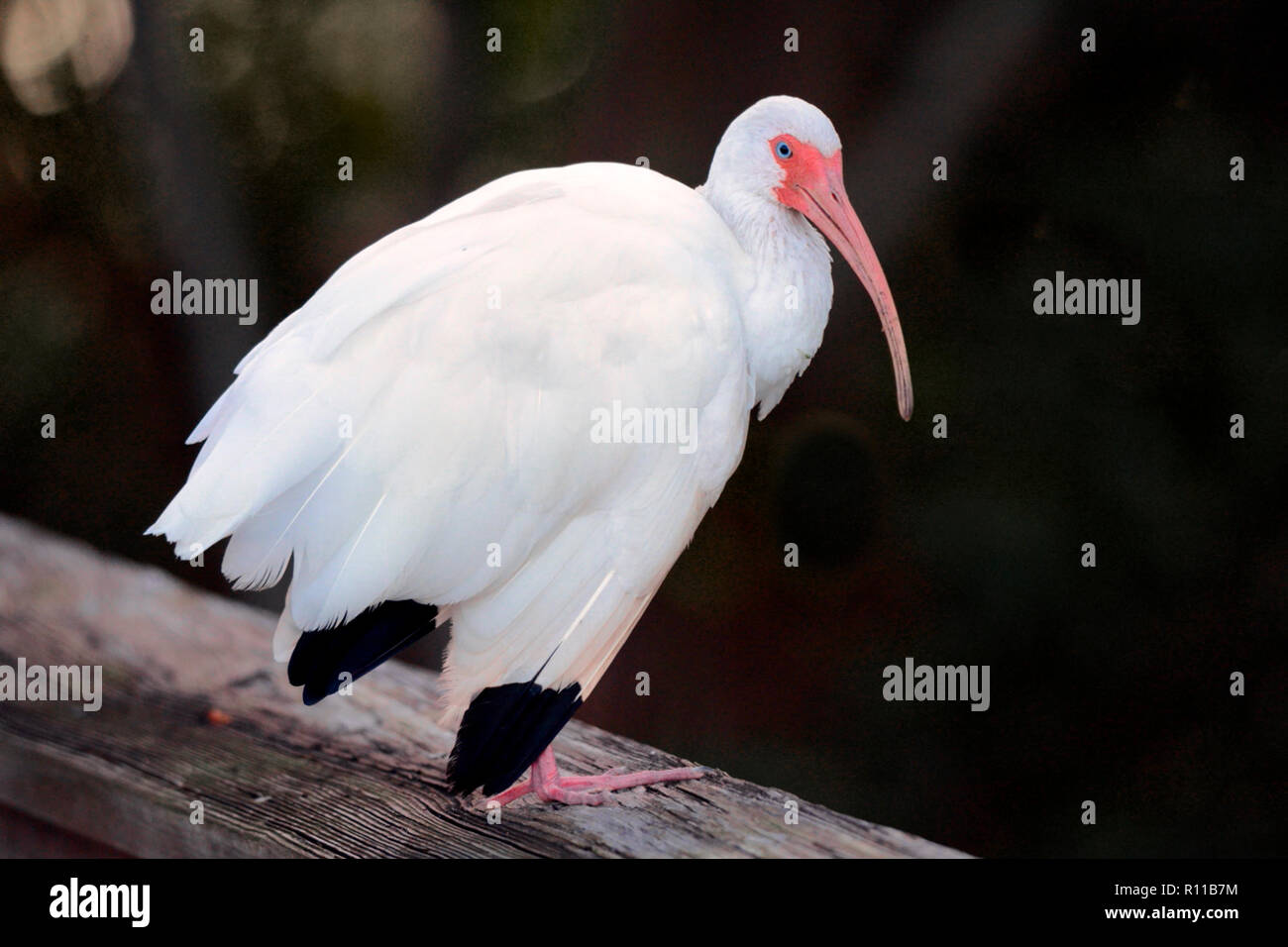 American White Ibis auf einem hölzernen Geländer, mit hellweißem Gefieder, rosa Beinen und einem langen gebogenen Schnabel mit leuchtend blauen Augen vor einem dunklen B Stockfoto American White Ibis auf einem hölzernen Geländer, mit hellweißem Gefieder, rosa Beinen und einem langen gebogenen Schnabel mit leuchtend blauen Augen vor einem dunklen B Stockfoto