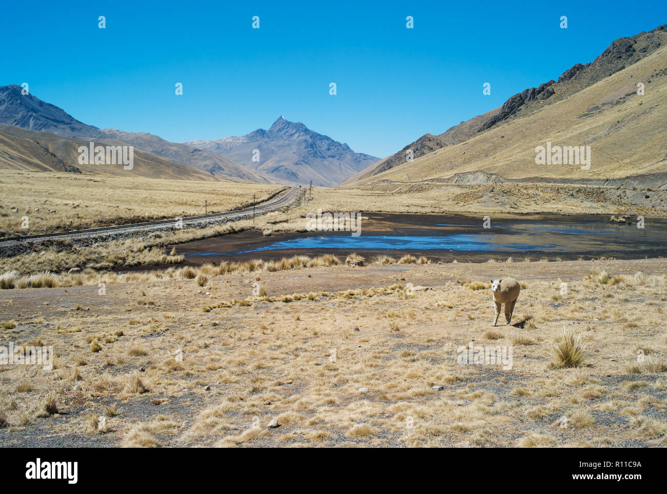 Lonely Eisenbahnschienen in den Anden von Peru und ein Lama, schöne Landschaft mit goldenen Gras und einem Teich Stockfoto