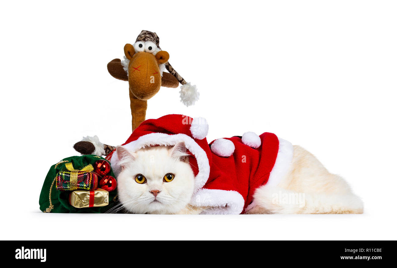 Süße Sahne nach Britisch Kurzhaar Katze in Santa Anzug gekleidet zur Festlegung seitlich mit grünen xmas Tasche und Rudolph mit gelben Augen zu Kamera Stockfoto