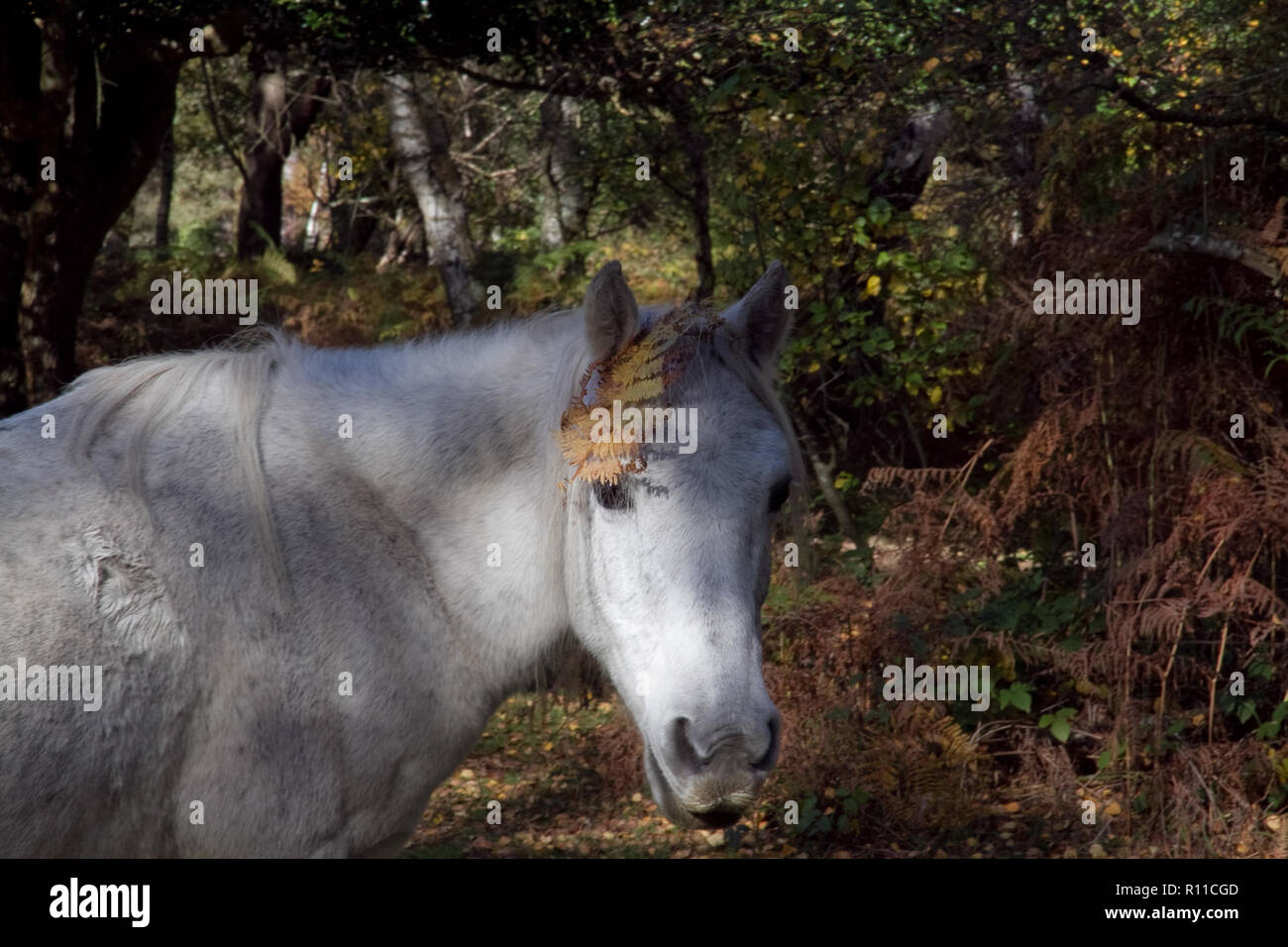 Ein New Forest pony trägt ein Abrufen der Adlerfarn fascinator! Stockfoto