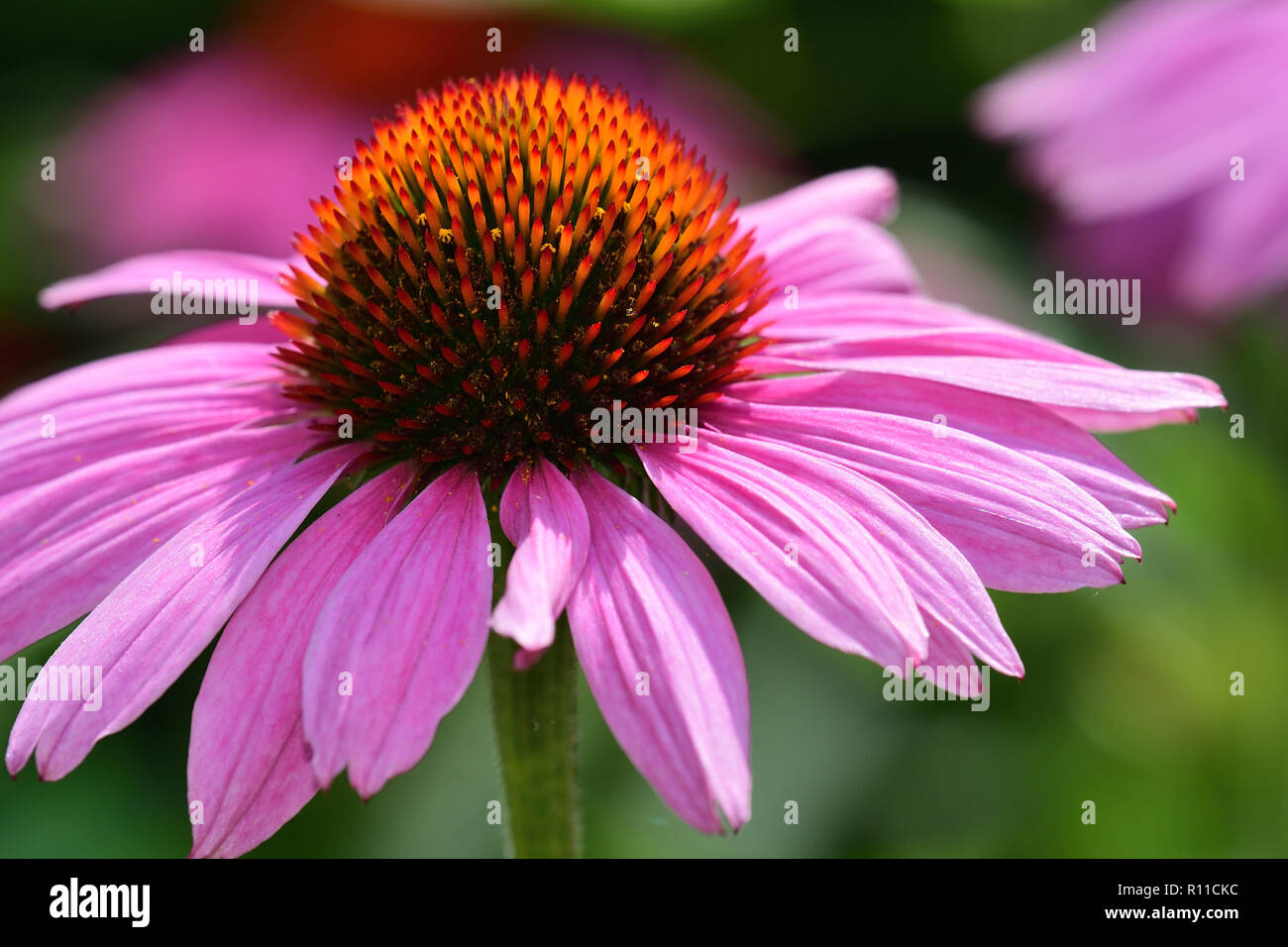 Nahaufnahme eines Echinacea Blume in voller Blüte Stockfoto