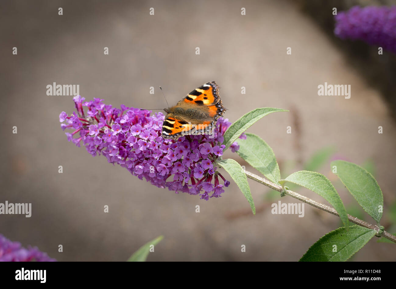 Kleiner Fuchs Schmetterling Fütterung auf ein buddleja Blütenkopf in Großbritannien im August Stockfoto
