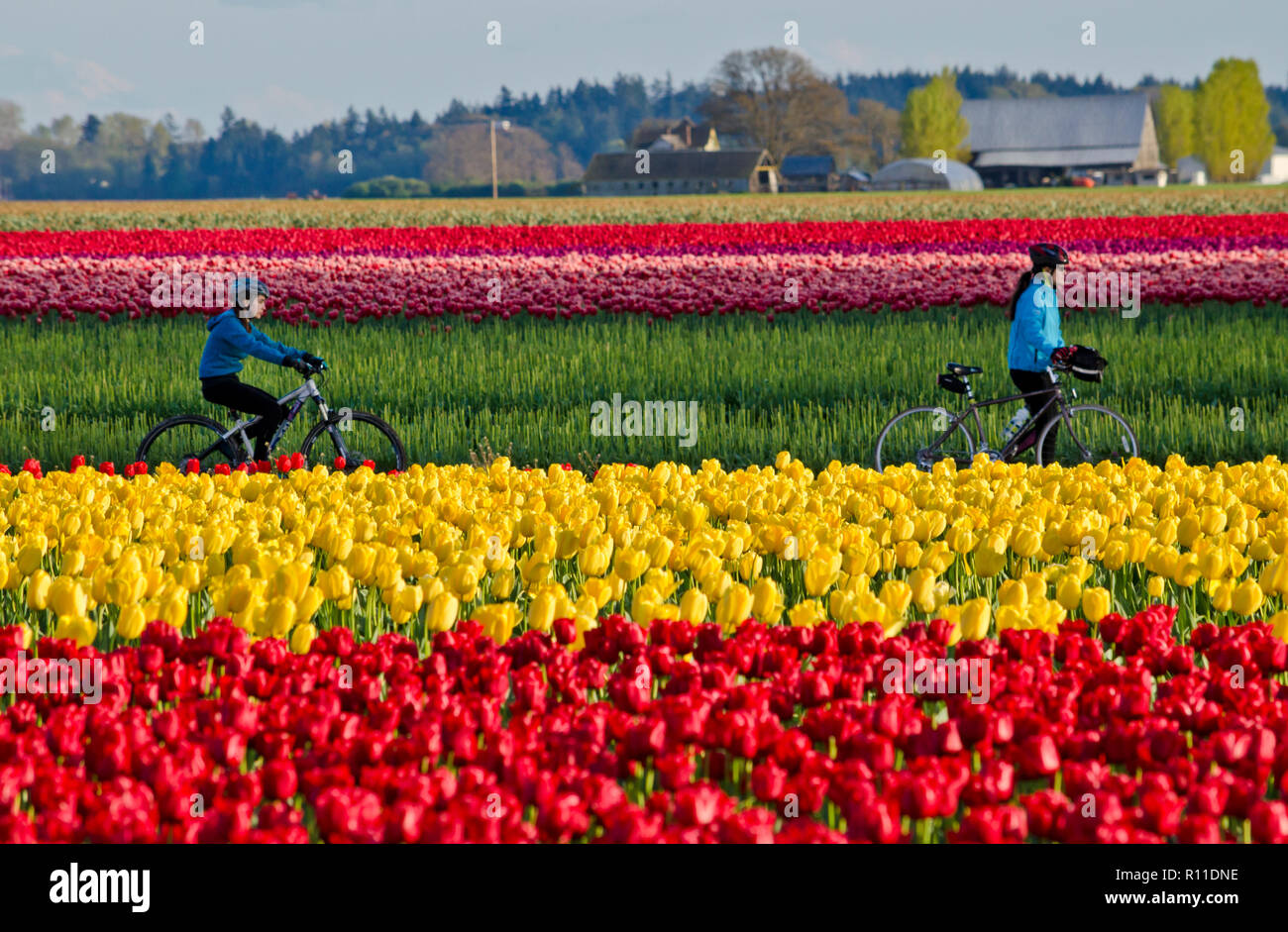 Radfahrer reiten durch die Tulpenfelder in der Skagit Valley, Washington State, USA. Skagit Valley Tulip Festival. Stockfoto