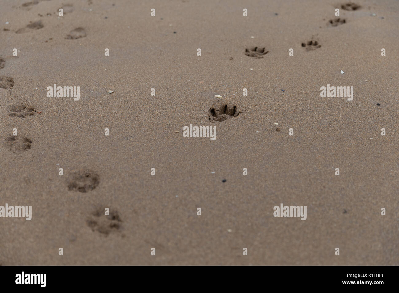 Hund pawprints Fußspuren im Sand Stockfoto