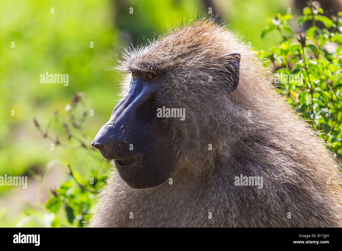 Paviane. Lake Manyara Nationalpark Tansania. Stockfoto