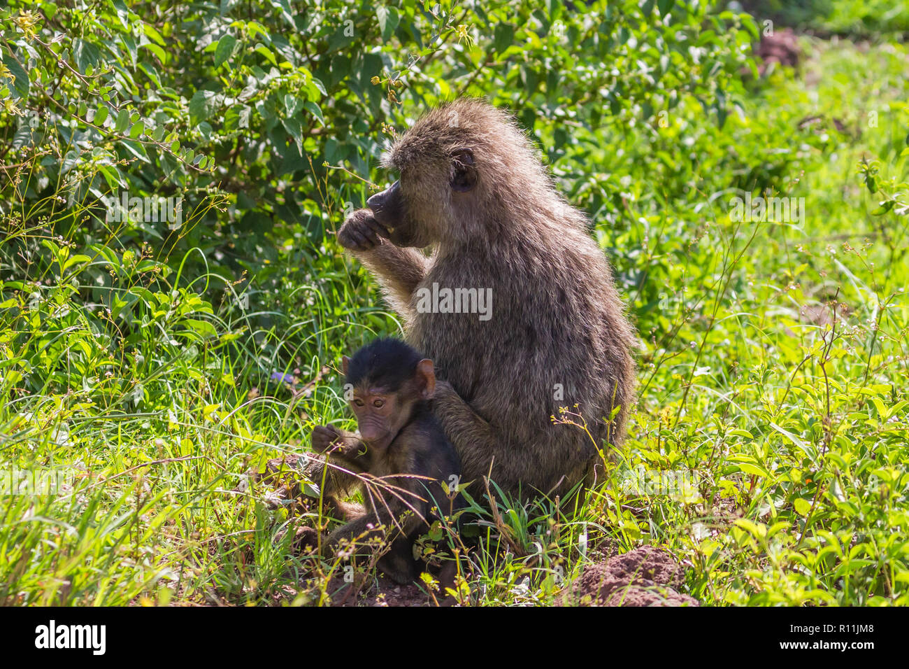 Paviane. Lake Manyara Nationalpark Tansania. Stockfoto
