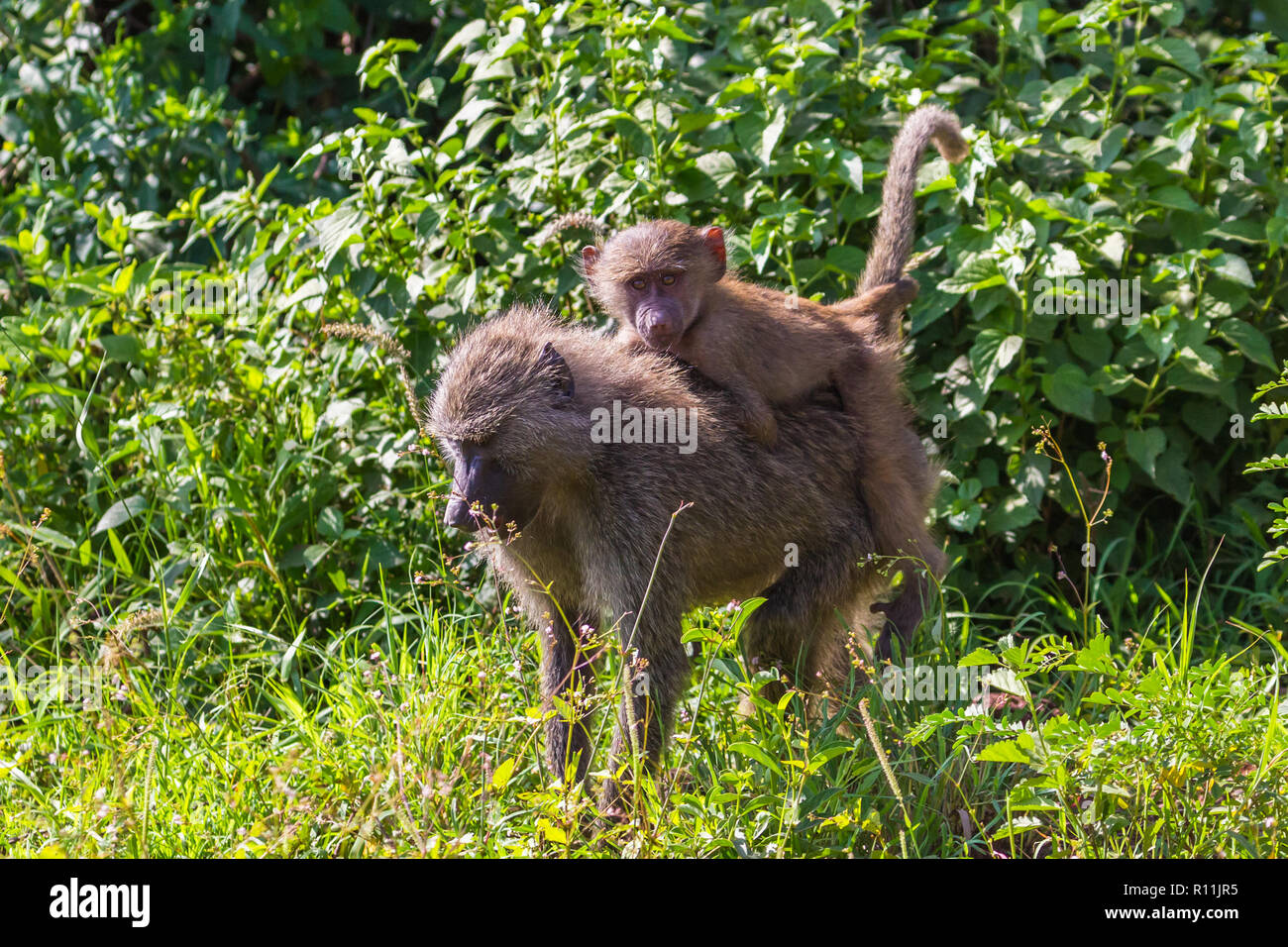 Paviane. Lake Manyara Nationalpark Tansania. Stockfoto
