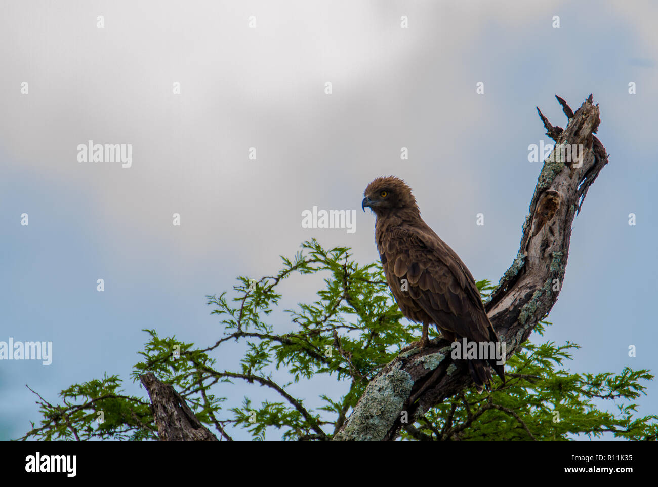 Schlange-Adler Stockfoto