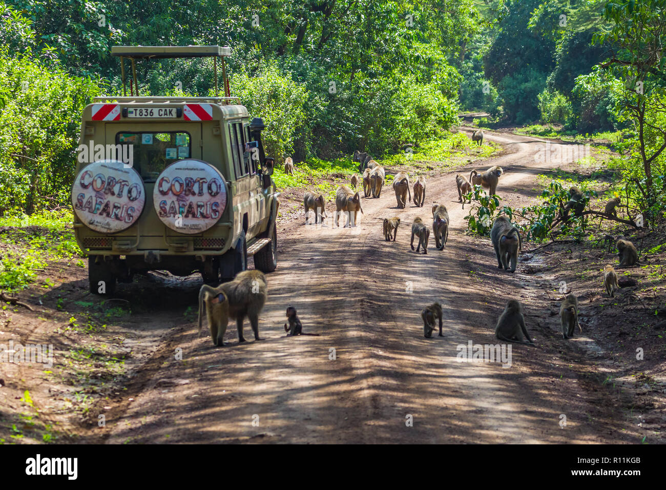 Arusha, Tansania - Januar 24, 2018 - Safari im Lake Manyara National Park. Lake Manyara National Park ist ein Nationalpark in Tansania Stockfoto