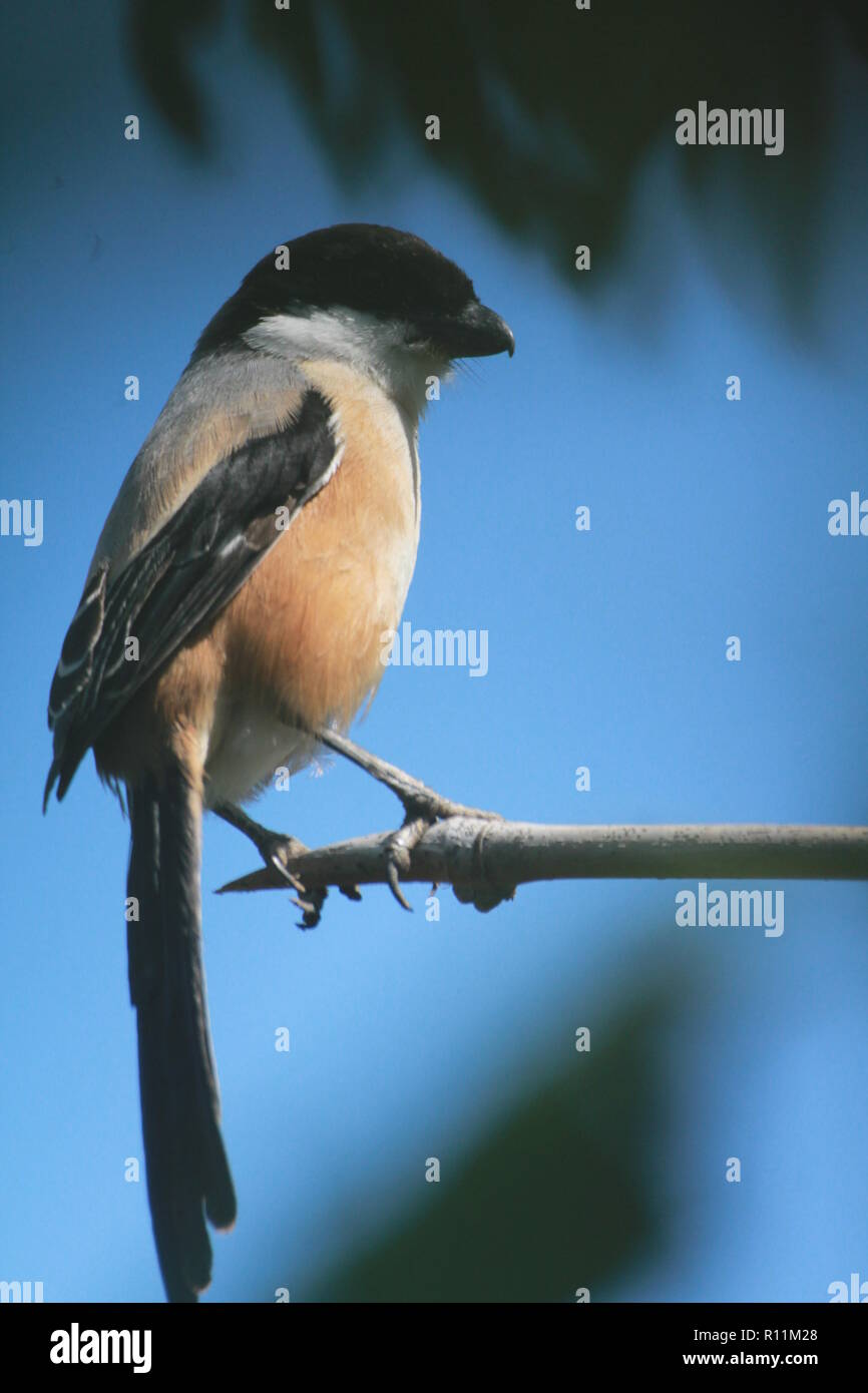 Long-tail-shrike Stockfoto