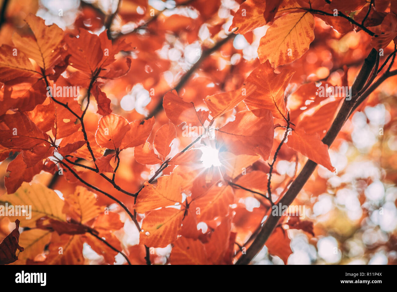Schöne makro Herbst Bild - gelbe Blätter, warmen Farben, sanfter verschwommenen Hintergrund, die Sonne scheint durch - die Schönheit der Fallen Stockfoto