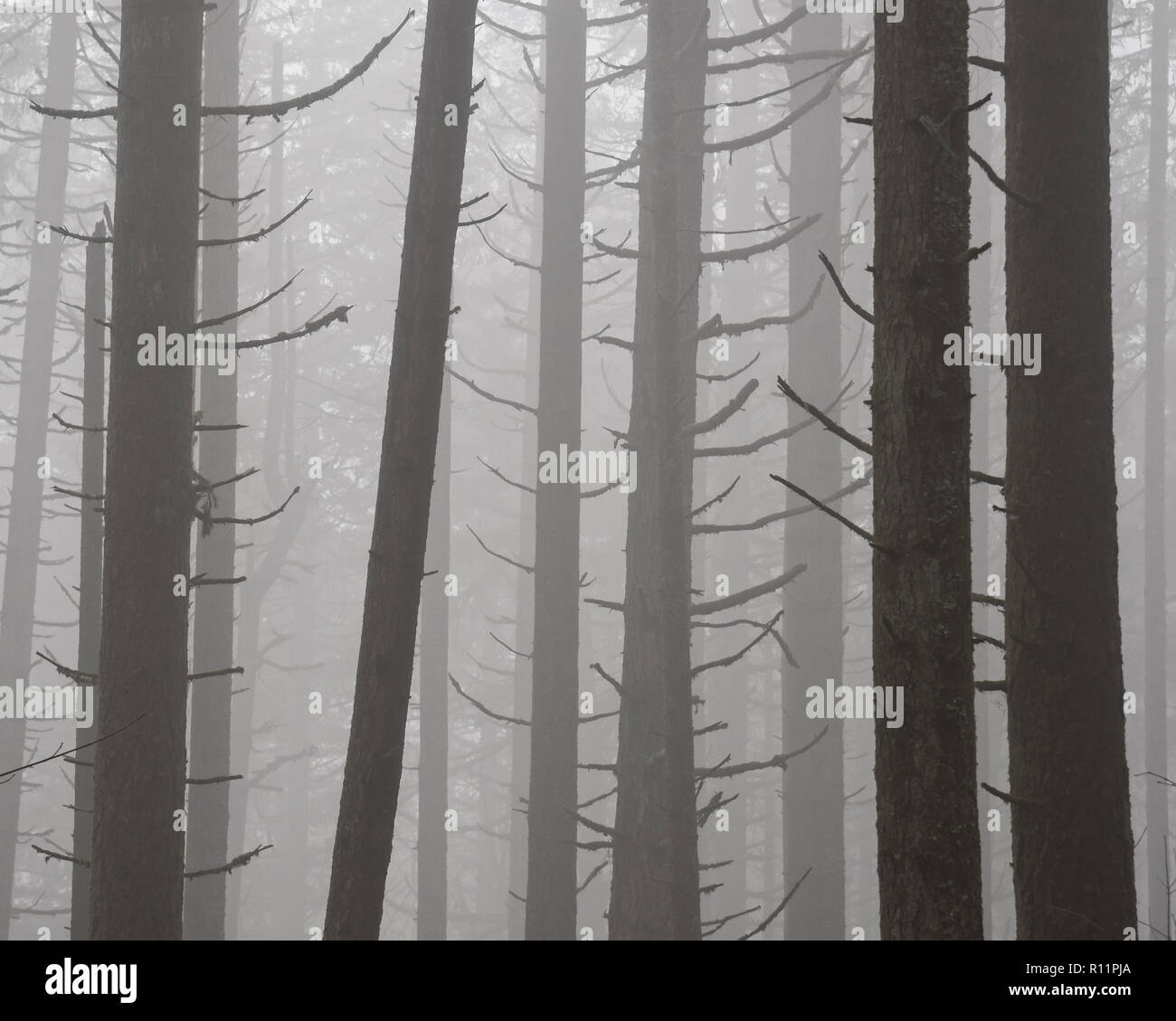 Bäume und Nebel; Ridgeline Trail, Hult City Park, Eugene, Oregon. Am 1 10 Snappy Warm Stockfoto