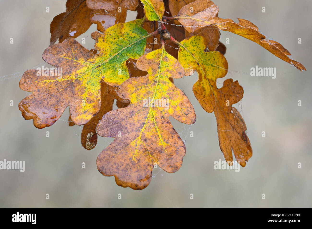 Oregon Eiche Blätter; Mount Pisgah Arboretum, Willamette Valley, Oregon. Stockfoto