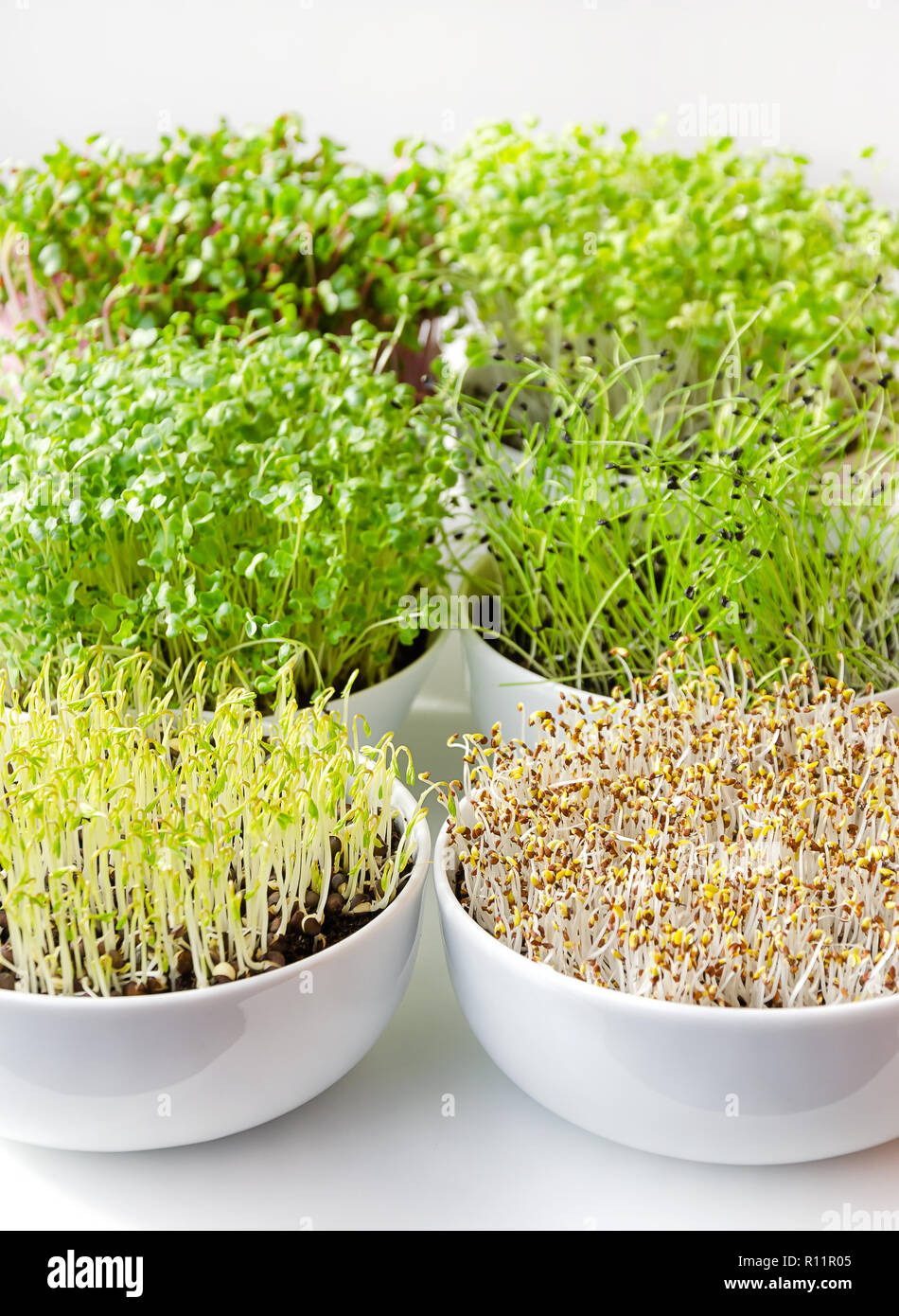 Microgreens in weißen Schalen, Vertikal, Nahaufnahme. Triebe, Radieschen, Chinakohl, Grünkohl, Knoblauch, Linsen und Alfalfa in Topferde umsetzen. Sprossen. Stockfoto