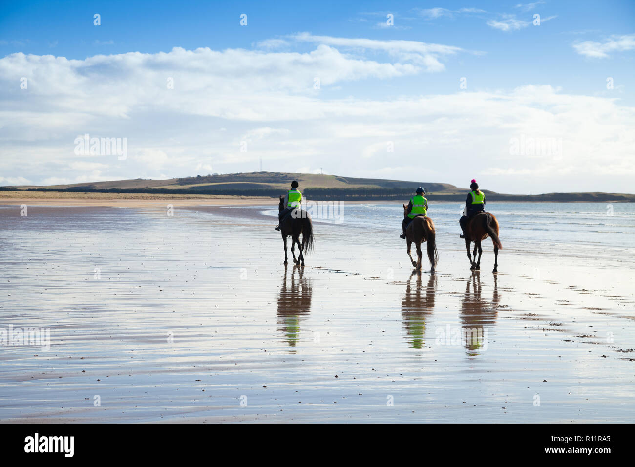 Pferde am Strand in der Nähe von Elie Fife Schottland Stockfoto