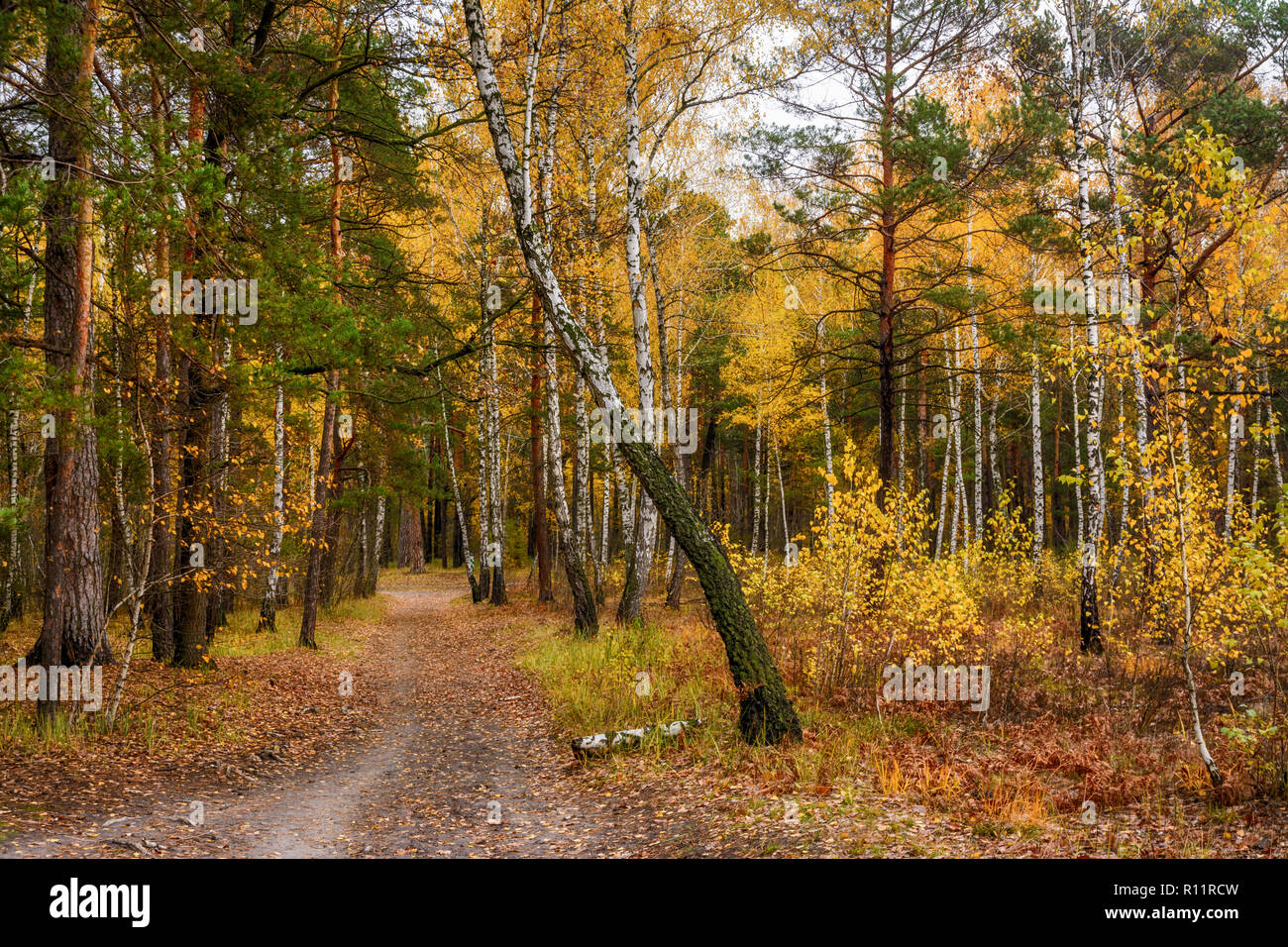 Spaziergang im Wald. Der Herbst. Der Herbst Farben. Blätter im Herbst. Schönheit. Vergnügen. Stockfoto