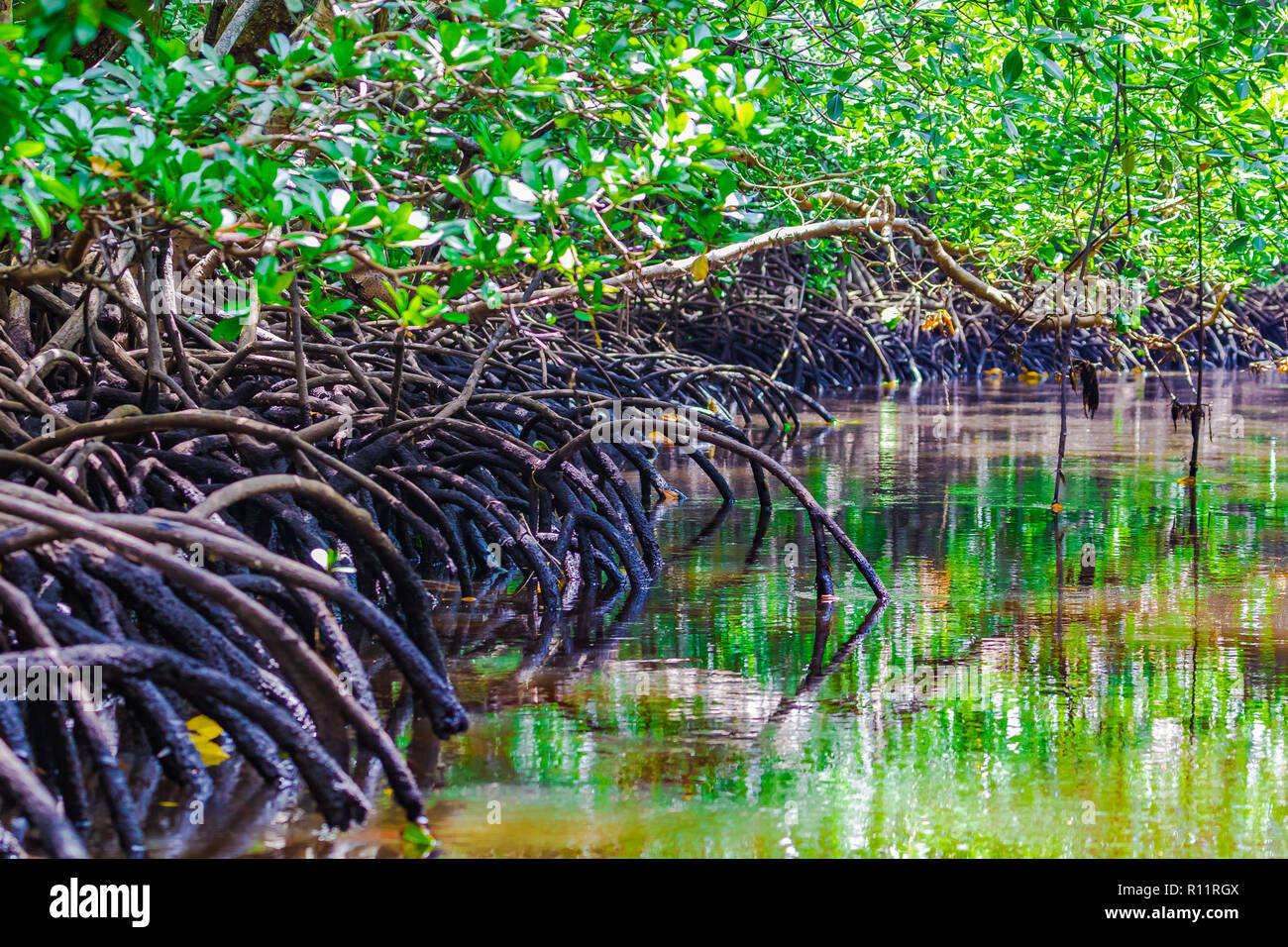 Mangrovenwälder in den Jozani Chwaka Bay National Park, Sansibar, Tansania. Stockfoto