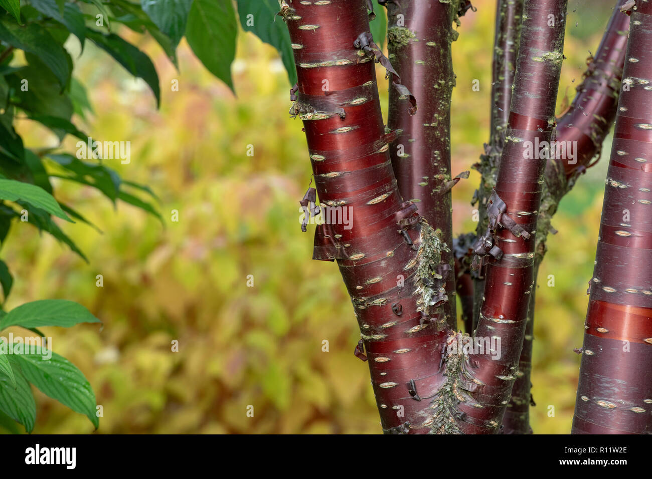 Prunus Serrula. Tibetische Kirschbaum-Rinde. Birkenrinde Baum Stockfoto